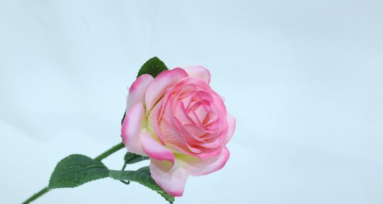 单色玫瑰花的意义是什么？单色玫瑰花的花语有哪些？