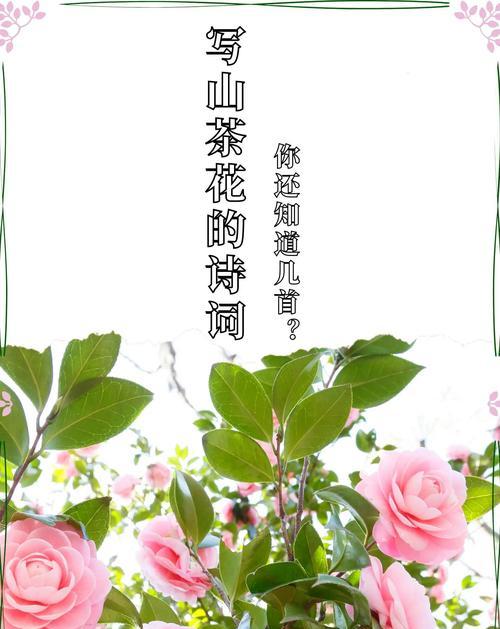 象征爱情的白云是什么花？它们的花语是什么？