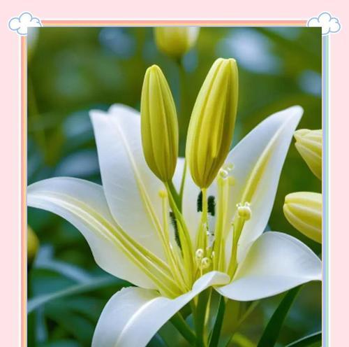 象征爱情的白云是什么花？它们的花语是什么？