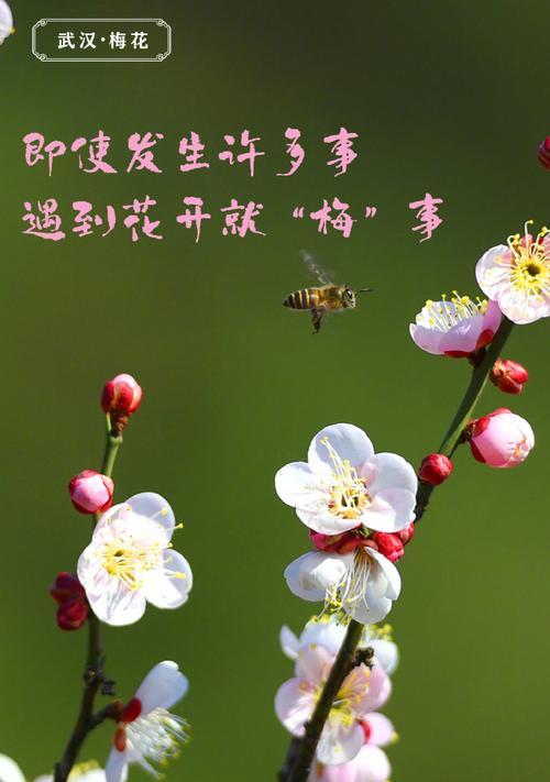 生日送绿色的花寓意如何？它在祝福中代表什么？