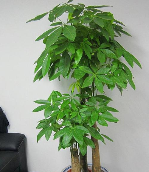如意花有哪些不同的寓意？如意花的寓意是什么？