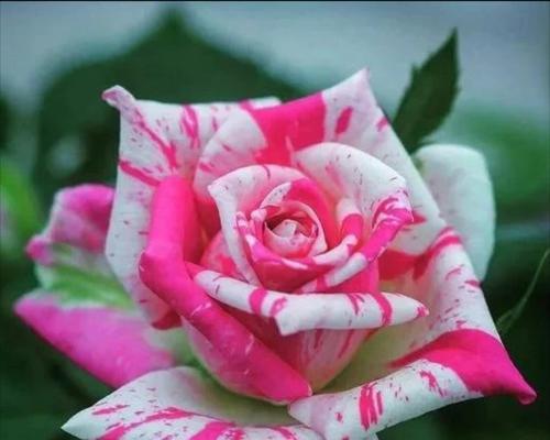 如意花有哪些不同的寓意？如意花的寓意是什么？