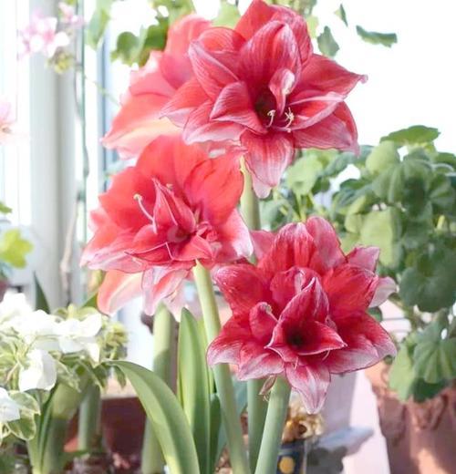春节花卉的七种寓意是什么？