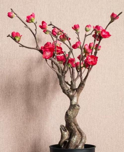春节花卉的七种寓意是什么？