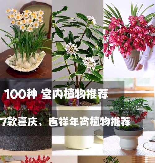 春节花卉的七种寓意是什么？