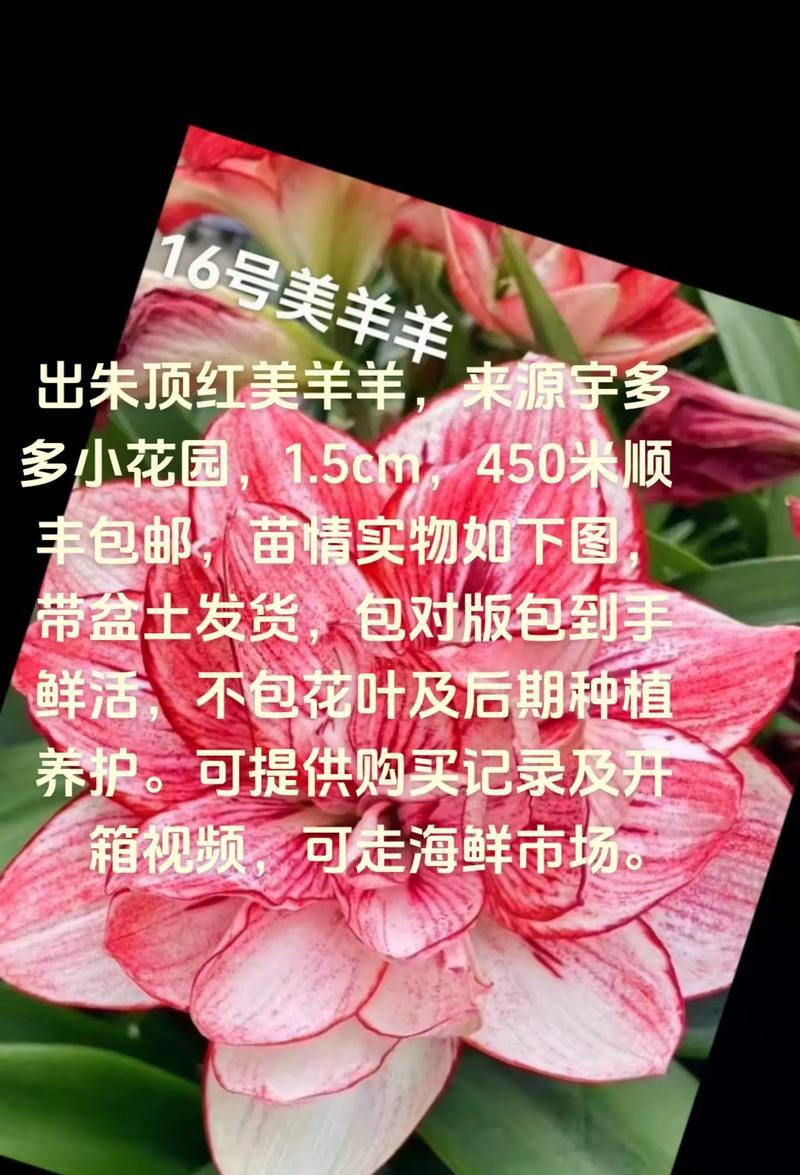 红羊三花的历史背景和意义是什么？如何了解红羊三花的深层含义？