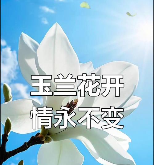 花如何象征对爱情的忠贞？