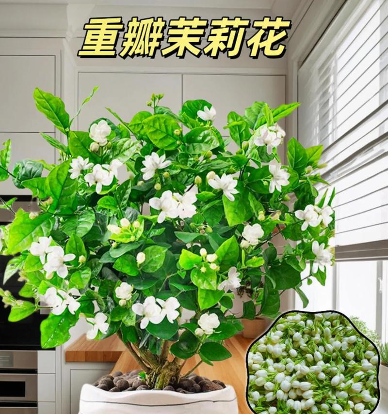 花如何象征对爱情的忠贞？