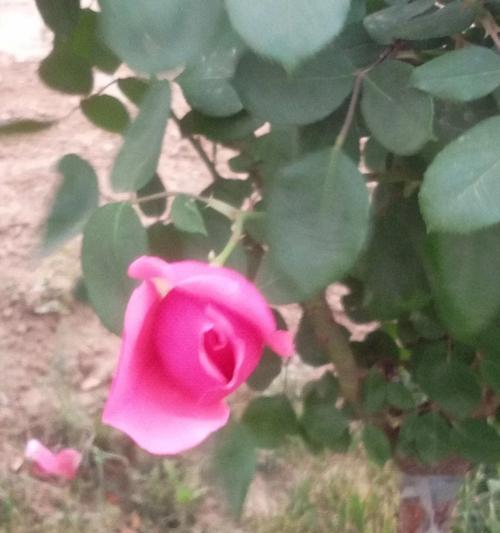 富婆快乐花的花语是什么？富婆快乐花象征着什么？
