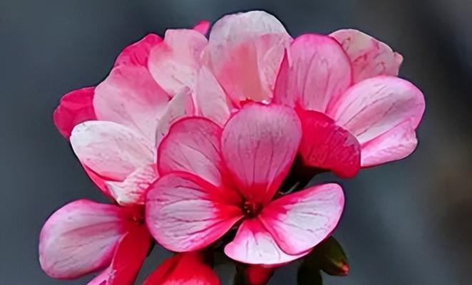 哪种颜色的花象征友谊？友谊花语有哪些？