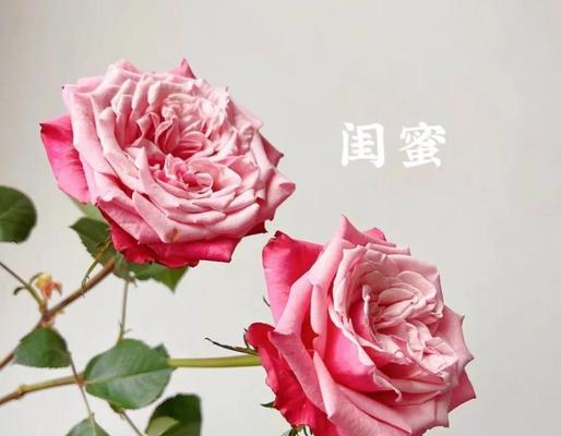 哪种颜色的花象征友谊？友谊花语有哪些？