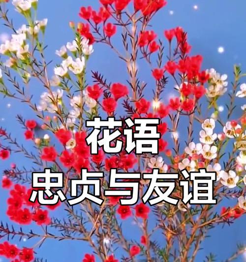 哪种颜色的花象征友谊？友谊花语有哪些？