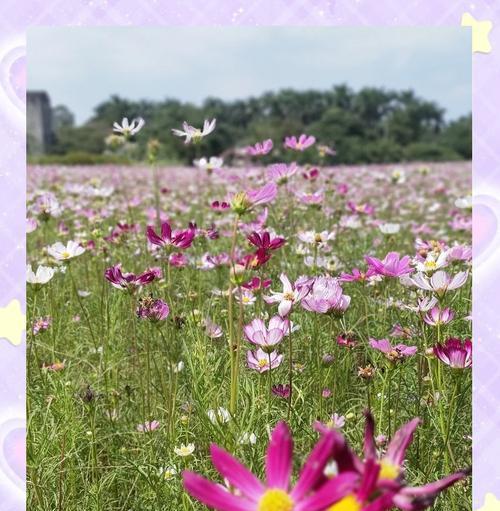 幸福花的寓意是什么？幸福花的象征意义有哪些？