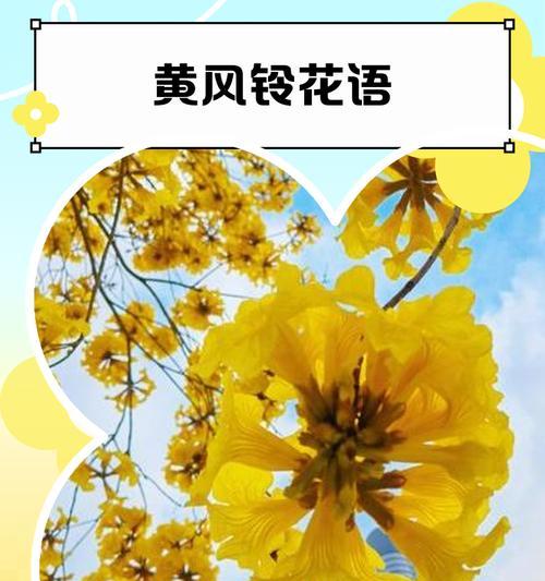 金色花象征着什么？