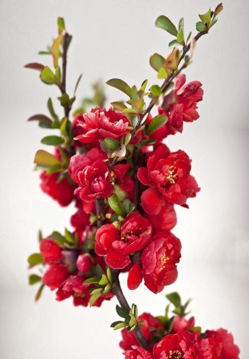 橘色的花含义是什么？它传递了什么信息？