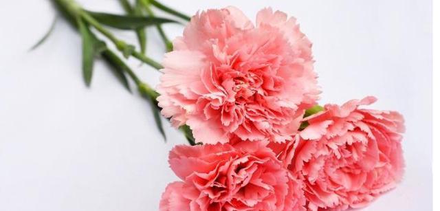如何用花语祝福妈妈？送给妈妈的花语有哪些？