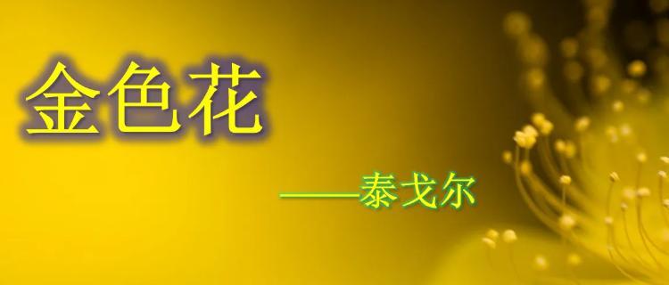 金色花的寓意和象征是什么？金色花代表什么意义？