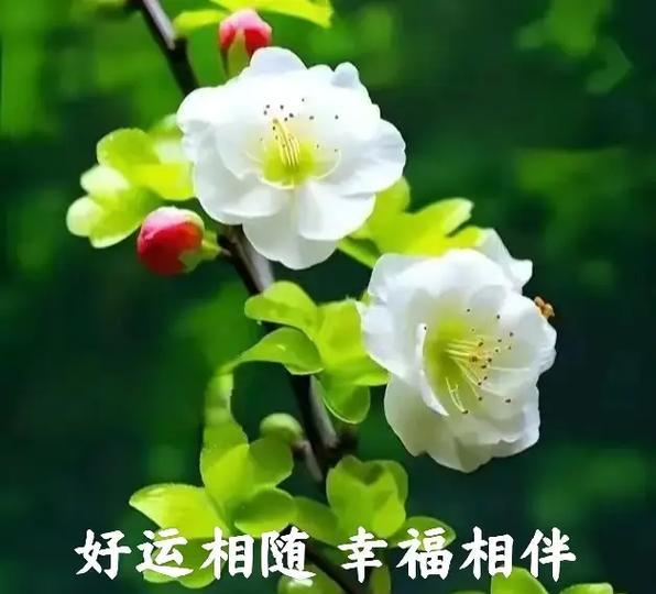 什么花象征平安健康？平安健康花的寓意是什么？