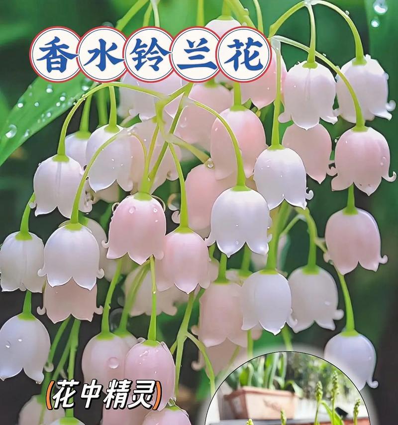 手捧花为何以铃兰为象征？