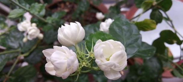 教师节送茉莉花有何寓意？它们象征着什么？