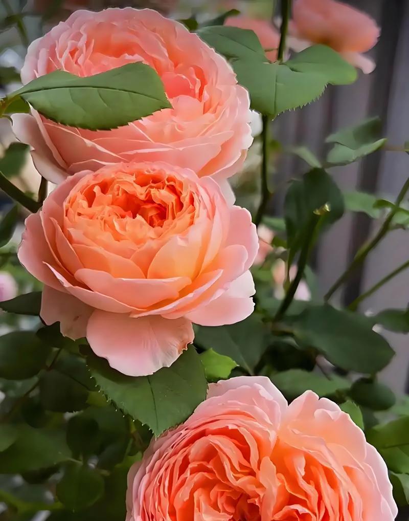 哪些花草代表浪漫？它们的花语是什么？