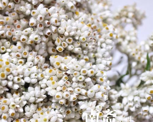花材认识白色系的意义是什么？白色系花材在花艺中的作用？