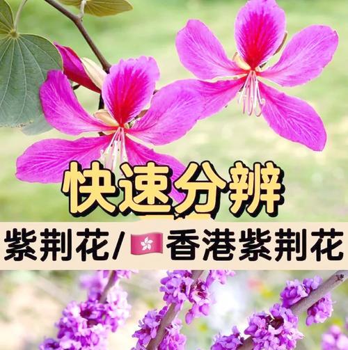 花在不同文化中代表什么？如何理解它们的象征意义？