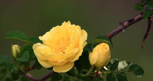 黄颜色的花的寓意是什么？它们在花语中通常代表什么？
