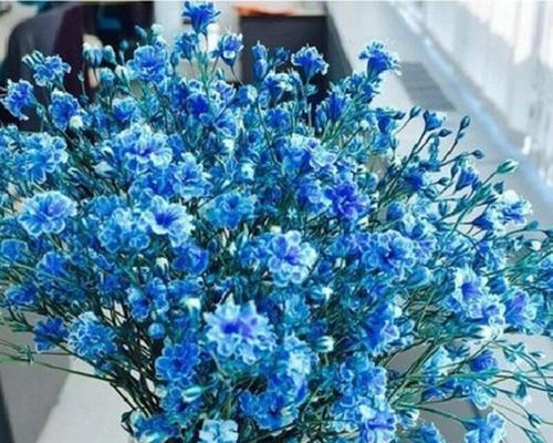 蓝色莲雾花语是什么？