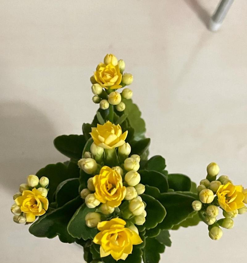 黄色的花寓意和象征成语有哪些?黄色花卉的象征意义是什么?