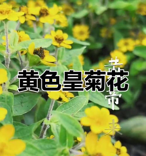 黄色的花寓意和象征成语有哪些？黄色花卉的象征意义是什么？