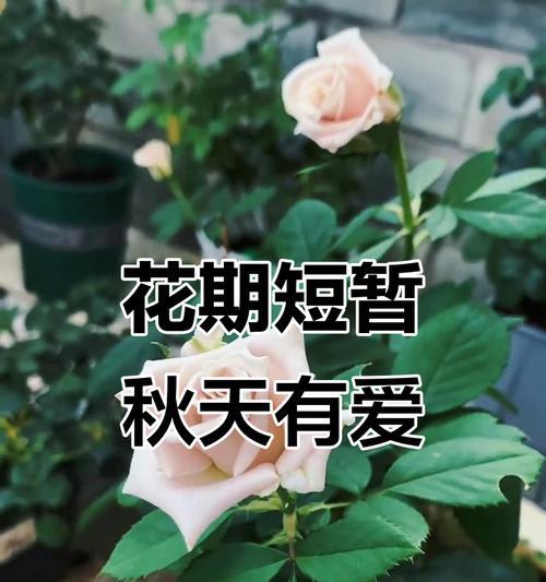 什么花代表好运相伴？好运花语有哪些？