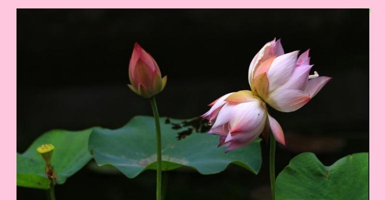 什么花代表好运相伴？好运花语有哪些？