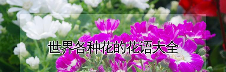 不同节日应该选择哪种花语的花？