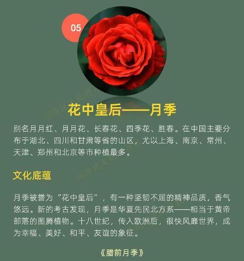 不同节日应该选择哪种花语的花？