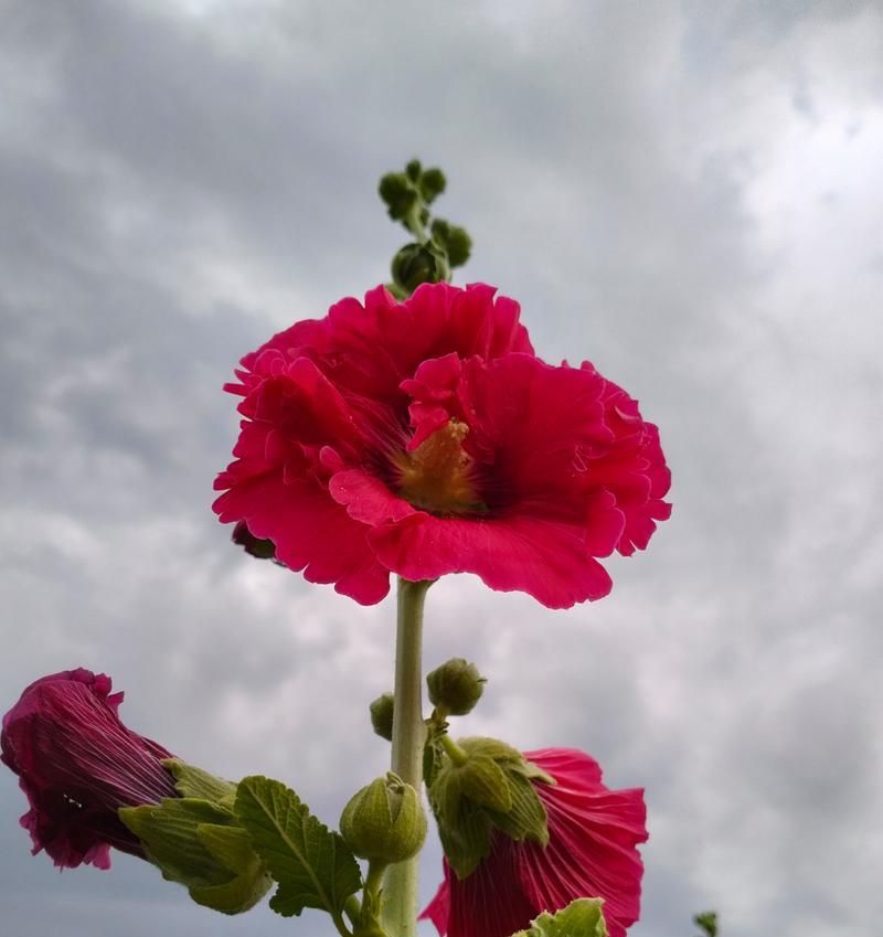 哪些花寓意安康？