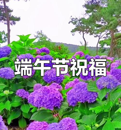 哪些花寓意安康？