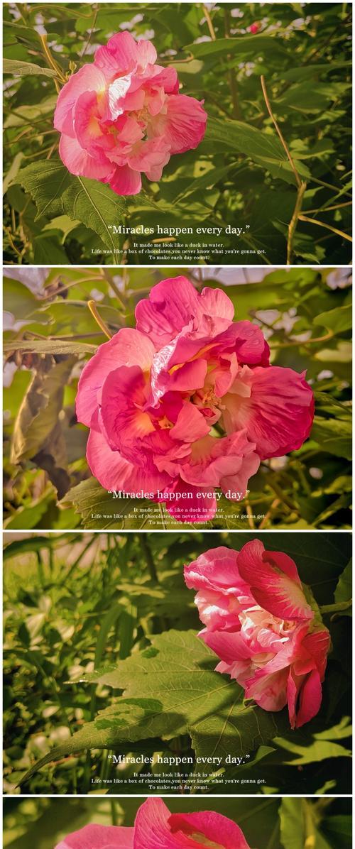 哪些花象征高贵清雅？