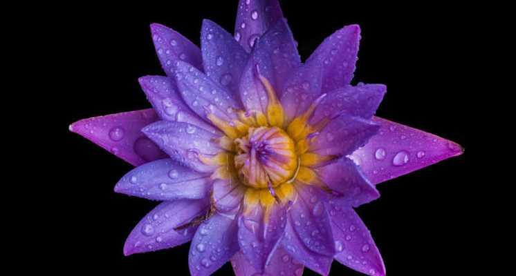 莲花的紫色花语是什么？紫色莲花在文化中代表什么？