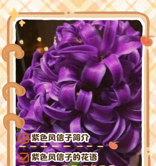 莲花的紫色花语是什么？紫色莲花在文化中代表什么？