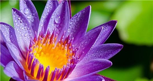 莲花的紫色花语是什么？紫色莲花在文化中代表什么？