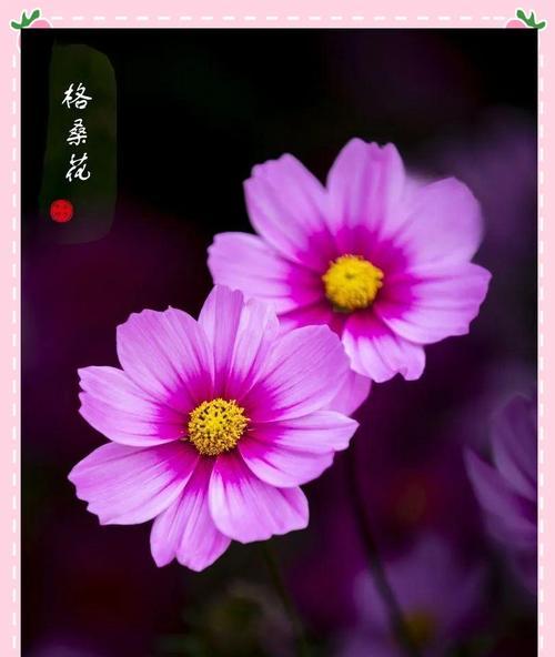 什么花象征着深沉的爱情？