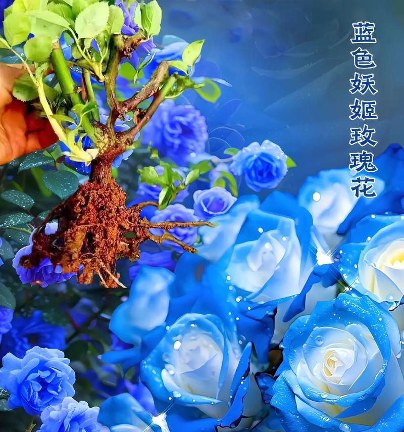 爱情到来时有哪些花语？表达爱情的花有哪些选择？