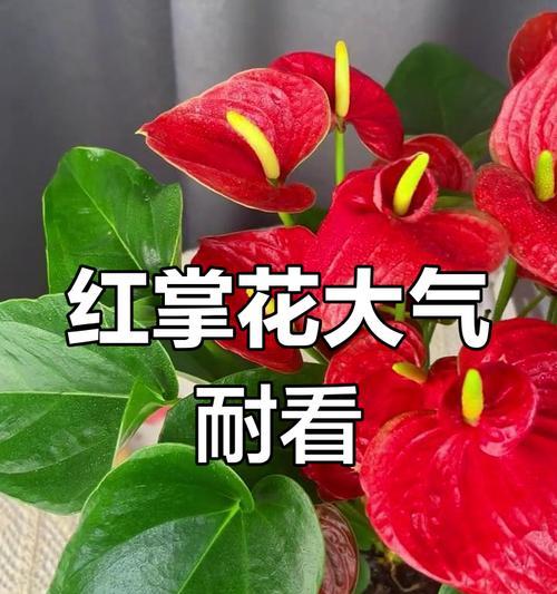 红色的花代表什么？红色的花有哪些特殊含义？