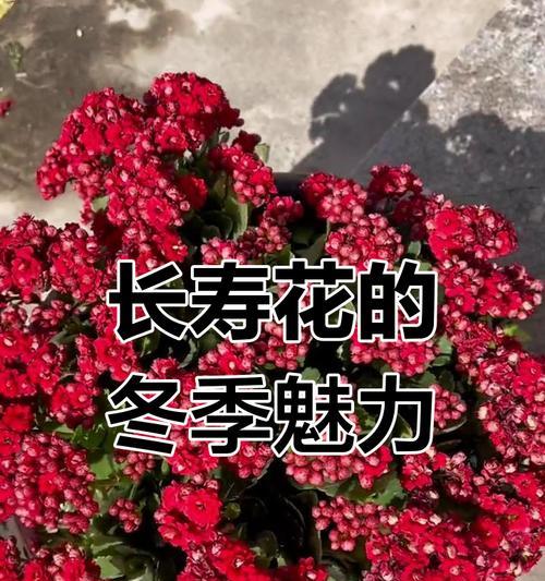 红色的花代表什么？红色的花有哪些特殊含义？