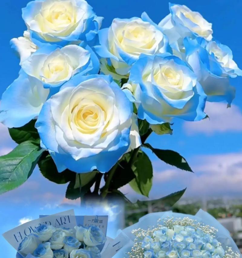8月花的浪漫寓意是什么？