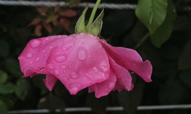 8月花的浪漫寓意是什么？