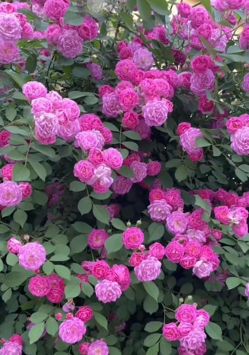 血色蔷薇花代表了什么？它们的寓意有哪些？