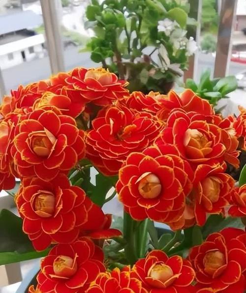红色花代表长寿吗？哪些红色花象征长寿？