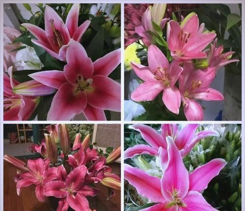 粉色花语是什么？早安时送粉色花有何含义？